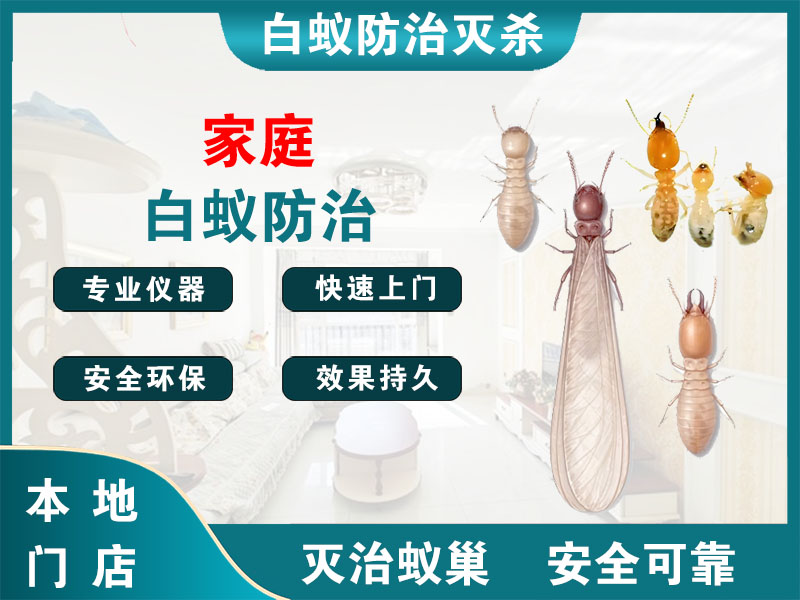 秀洲家庭白蚁防治