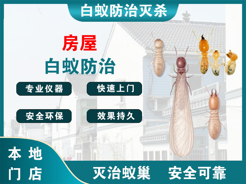秀洲房屋白蚁防治